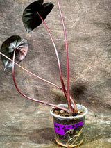 Alocasia Serendipity Pink Variegated - Collector's Aroid (Aug-7-24)