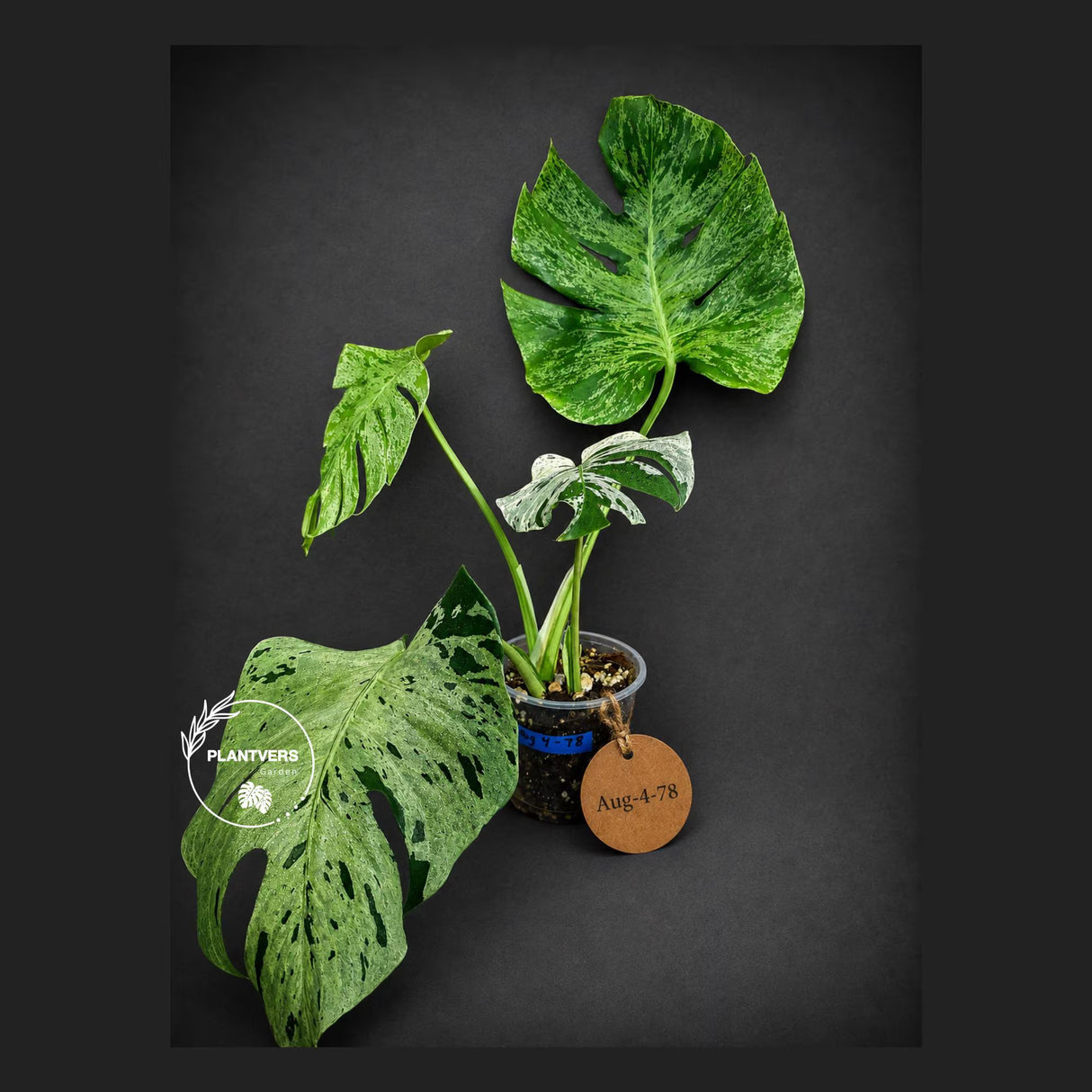 Rare Monstera Bulbasaur Variegated - Exact Plant - (Aug-4-78)