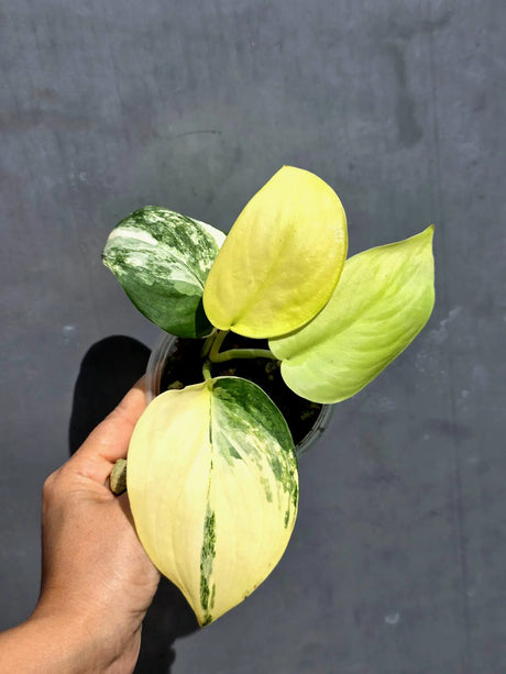 Scindapsus Jade Satin Variegated - Yellow Variegation - (June-22-12)