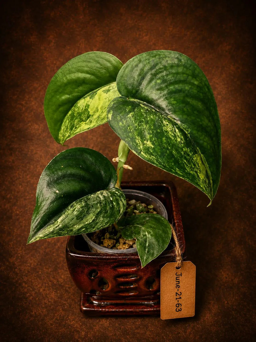 Scindapsus Jade Satin Variegated - Yellow Variegation - (June-21-63)