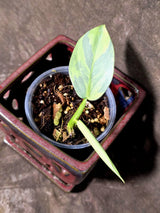 Philodendron Silver Sword Variegated - Rare Exact Plant - (June-21-71)