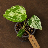 Super Rare Monstera Bulbasaur Variegated Live Plant - Exotic Collector Mint - (July-10-05)
