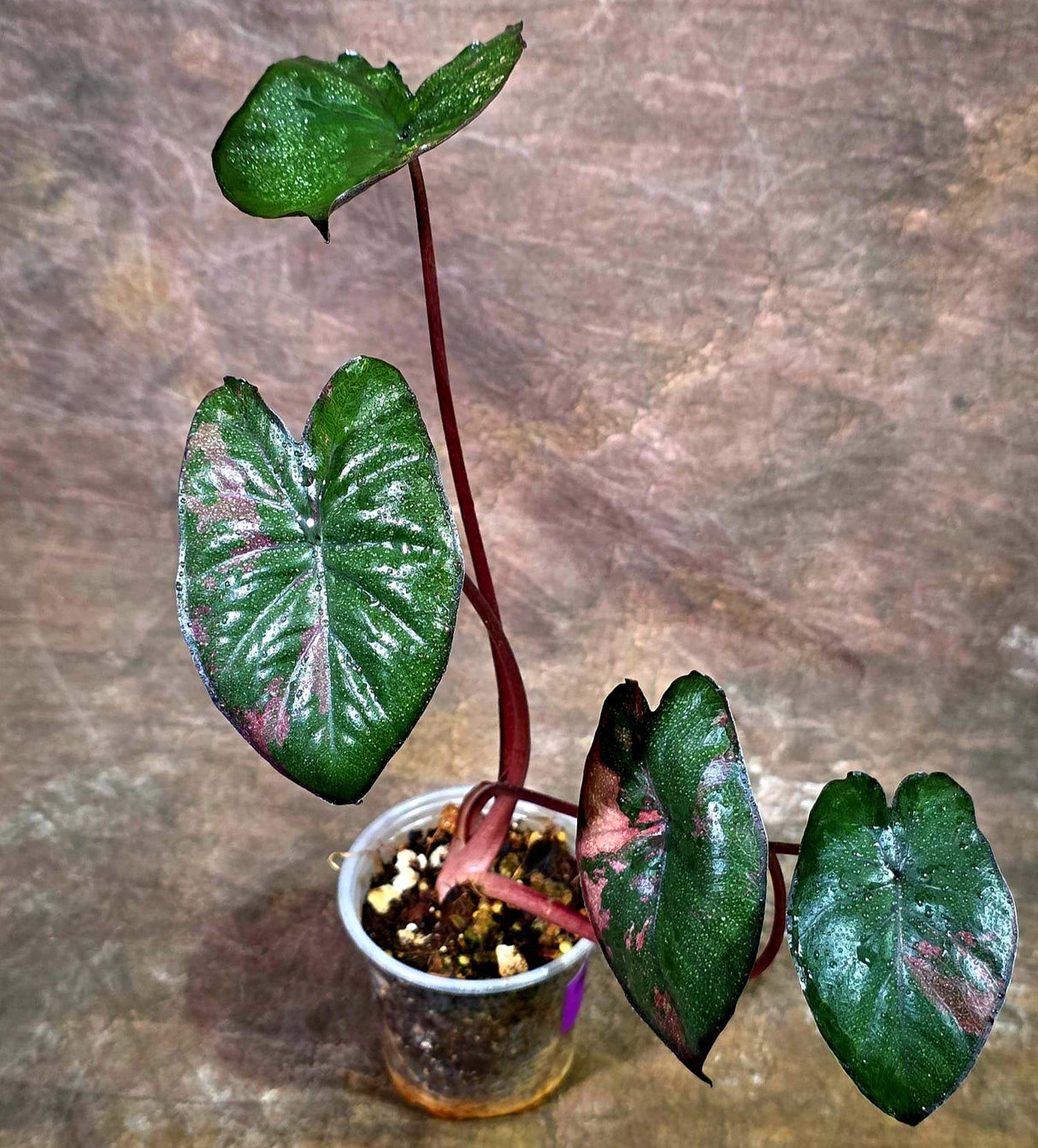 Alocasia Serendipity Pink Variegated - Collector's Aroid (Aug-7-24)