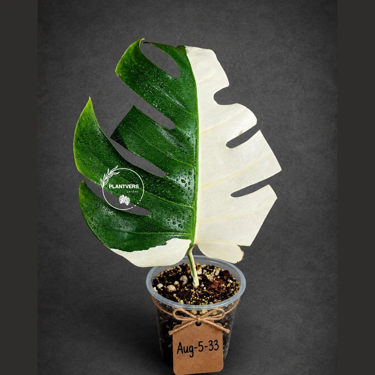 Variegated Monstera Albo - Half moon Leaf Plant - US Seller (Aug-5-33)
