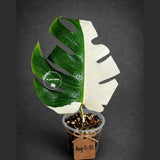 Variegated Monstera Albo - Half moon Leaf Plant - US Seller (Aug-5-33)
