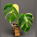 Monstera Borsigiana Aurea Variegated (Aug-25-30)