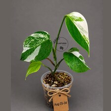 Variegated Monstera Albo - White Albo Borsigiana (Aug-25-34)