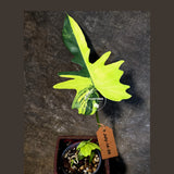 Variegated Philodendron Florida Beauty x Mayoi - (July-14-35)