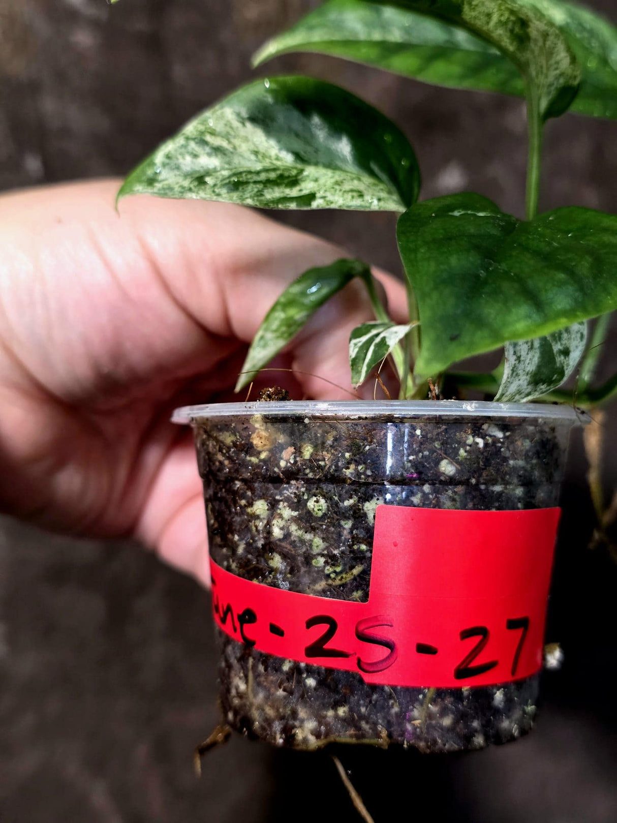 Epipremnum Pinnatum Albo Variegated - Climbing Aroid - (June-25-27)