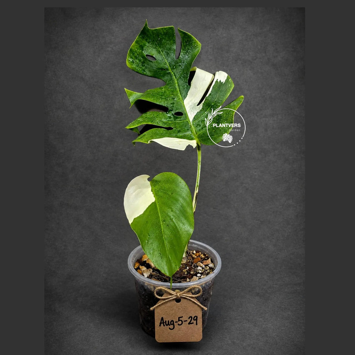 Variegated Monstera Albo - Rare Live Indoor Houseplant - Easy Care Collector Plant  - *EXACT PLANT* - US Seller