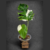 Variegated Monstera Albo - Rare Live Indoor Houseplant - Easy Care Collector Plant  - *EXACT PLANT* - US Seller