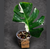 Variegated Monstera Albo - Rare Live Indoor Houseplant - Easy Care Collector Plant  - *EXACT PLANT* - US Seller