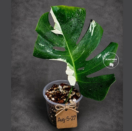 Variegated Monstera Albo - Rare Live Indoor Houseplant - Easy Care Collector Plant  - *EXACT PLANT* - US Seller