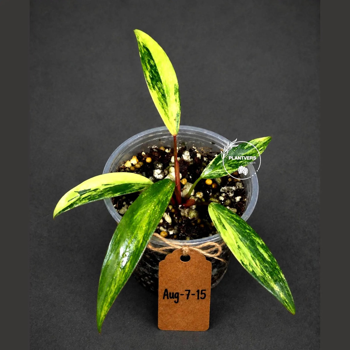 Philodendron Strawberry Shake High Variegated Live Plant - EXACT Same Plant - US Seller