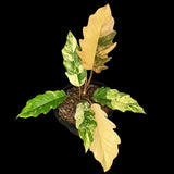 Variegated Philodendron Caramel Marble Live Plant - Rare Collector Philodendron