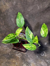 Rare Variegated Golden Flame Epipremnum Pinnatum - (June-21-58)