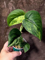Scindapsus Jade Satin Variegated - Yellow Variegation - (June-21-63)