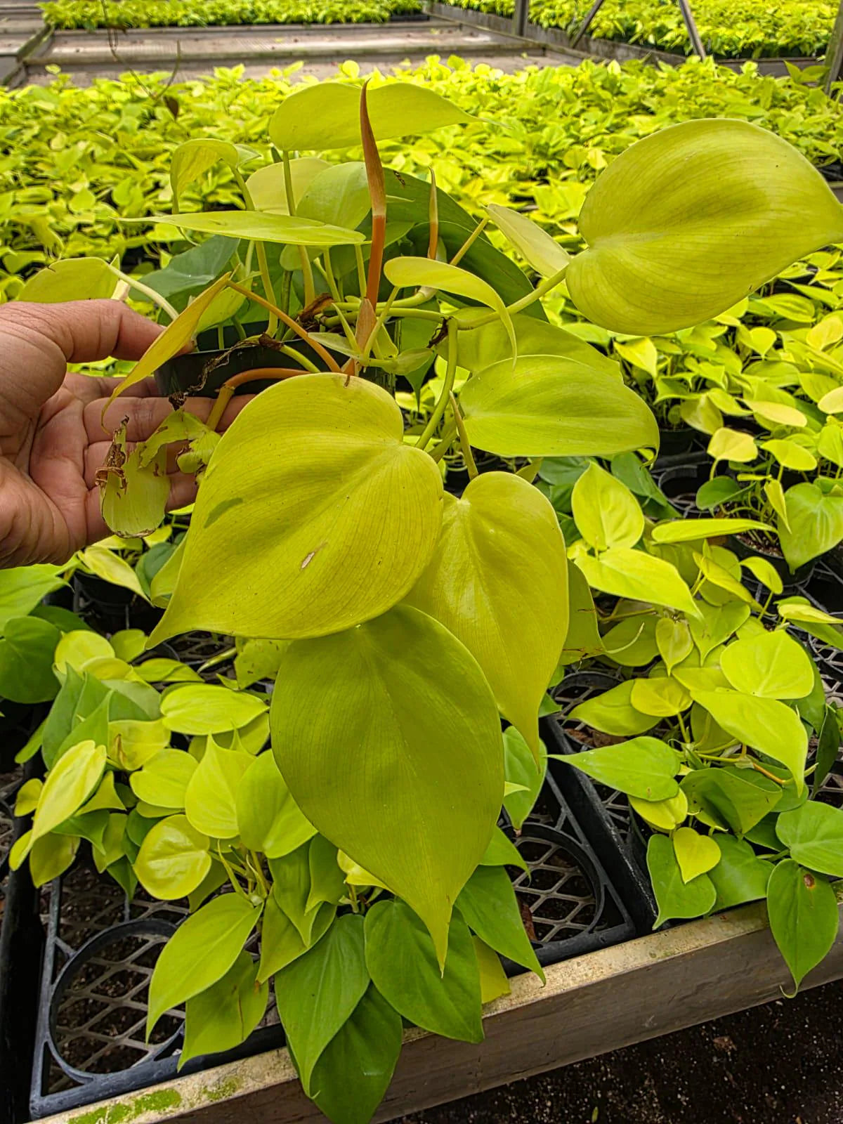 Neon Philodendron in 4" Nursery Pot - Lemon Lime Philodendron - Bright Indoor Plant - Easy Care Houseplant - Trailing Live Plant Gift