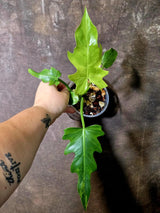 Philodendron Radiatum Variegated Exact Plant - Indoor Rare Plant - (June-5-74)