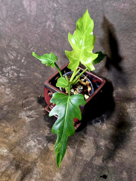 Philodendron Radiatum Variegated Exact Plant - Indoor Rare Plant - (June-5-74)
