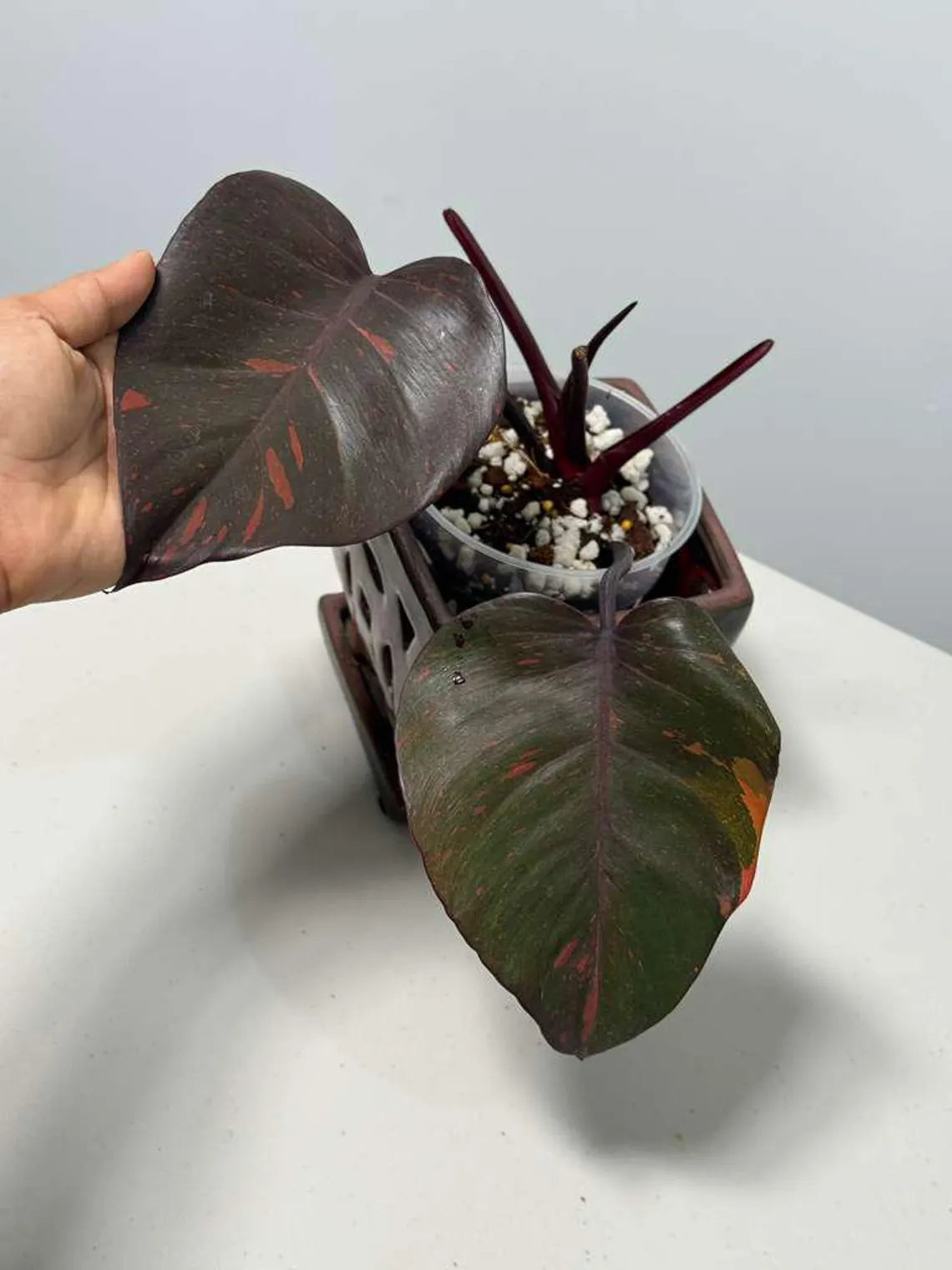 RARE Philodendron Orange Princess in a Nursery Pot - Orange Princess Marble Philodendron Live Plant - Same Potted Plant - US Seller