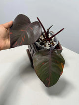 RARE Philodendron Orange Princess in a Nursery Pot - Orange Princess Marble Philodendron Live Plant - Same Potted Plant - US Seller