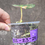 Variegated Philodendron Mican Aurea in a Nursery Pot - Rare Collector Plant - EXACT Plant - US SELLER