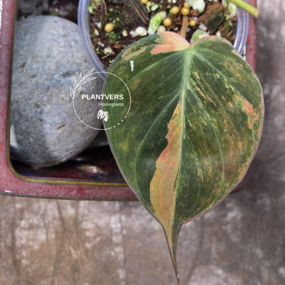 Variegated Philodendron Mican Aurea in a Nursery Pot - Rare Collector Plant - EXACT Plant - US SELLER