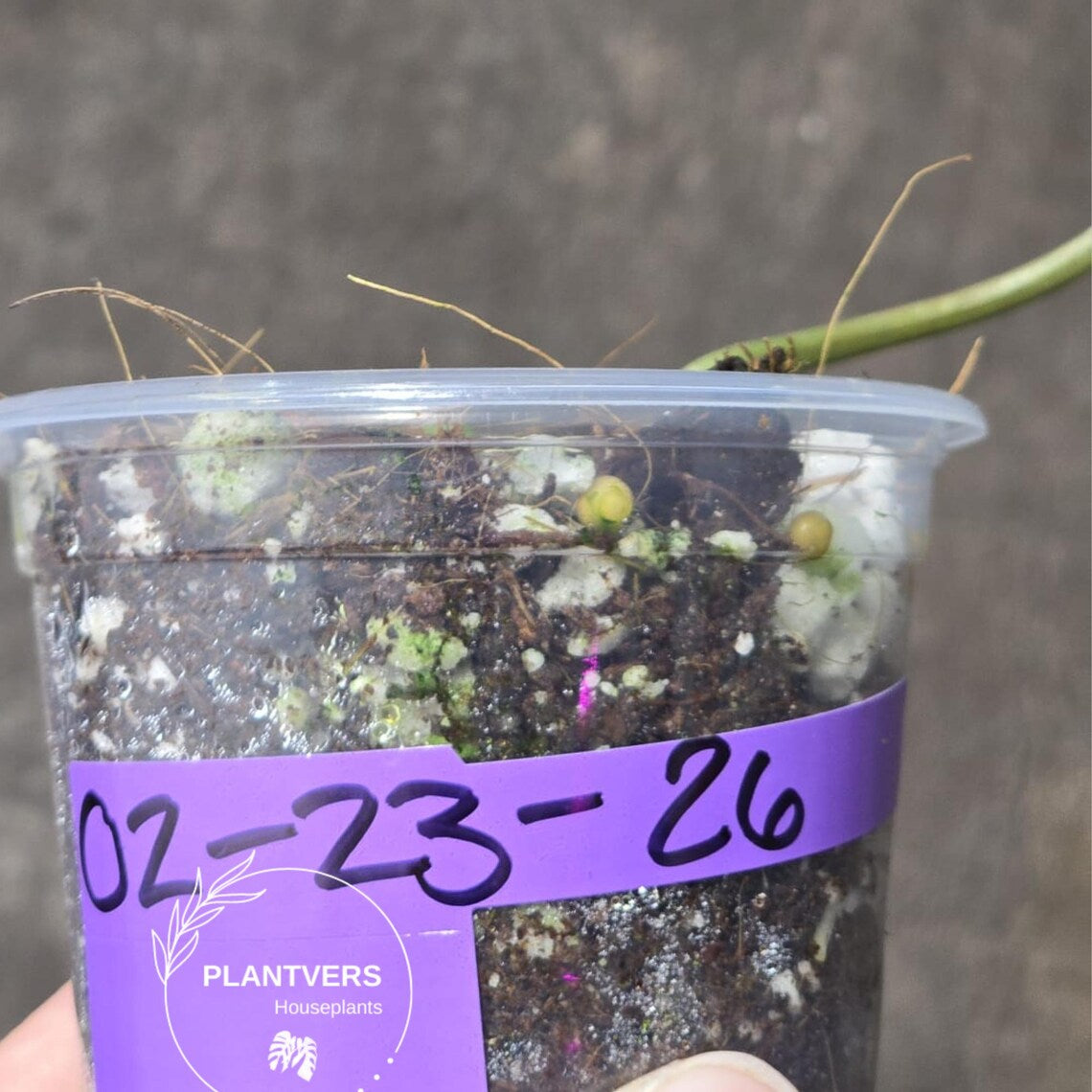 Variegated Philodendron Mican Aurea in a Nursery Pot - Rare Collector Plant - EXACT Plant - US SELLER