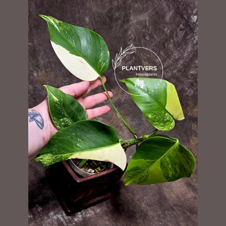 Monstera Marmota
