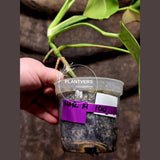 Monstera Aurea Variegated Borsigiana - Monstera Marmota - SAME Plant as images - US Seller