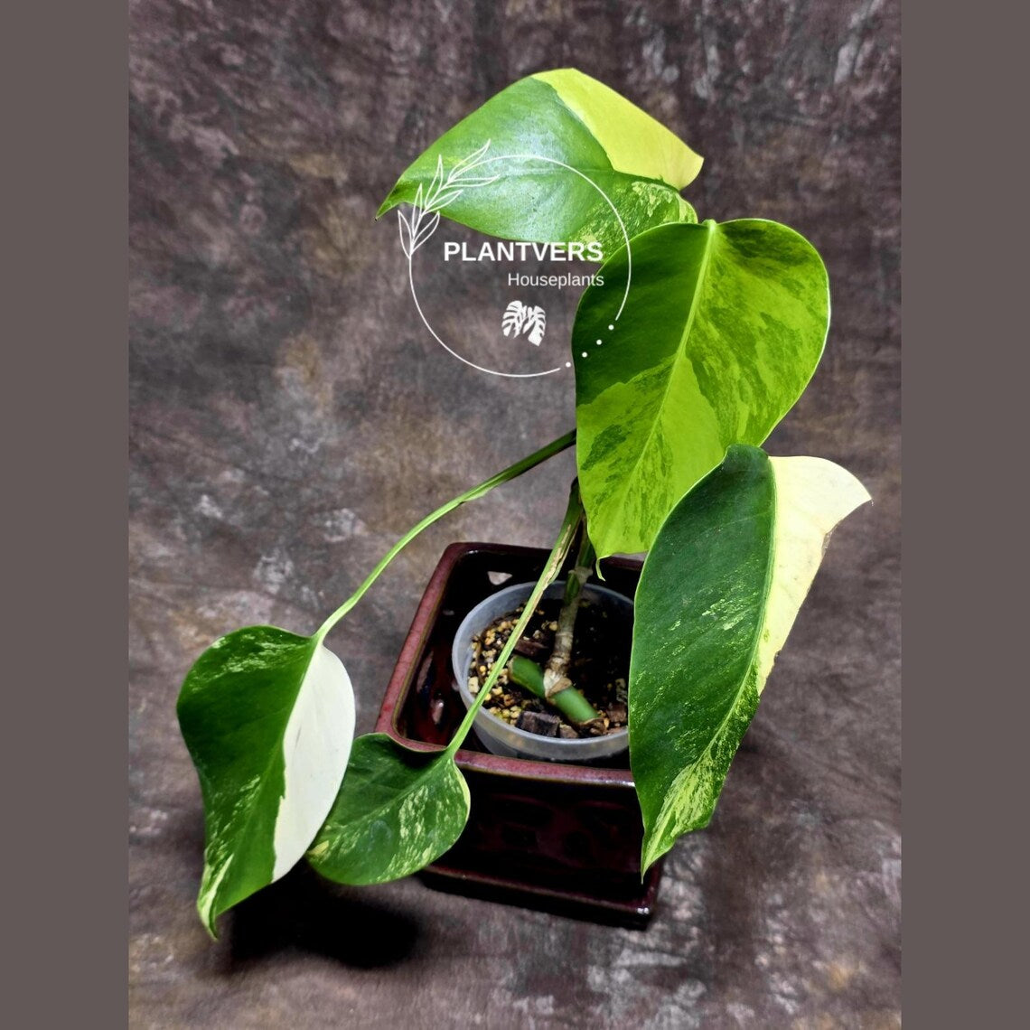 Monstera Aurea Variegated Borsigiana - Monstera Marmota - SAME Plant as images - US Seller