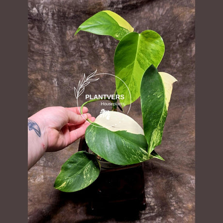 Monstera Aurea 