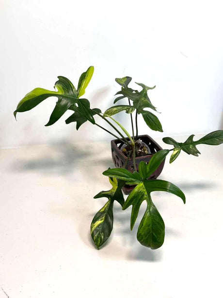 Variegated Philodendron Florida Beauty in a Nursery Pot - Rare Collector Plant - Exact Plant - US Seller