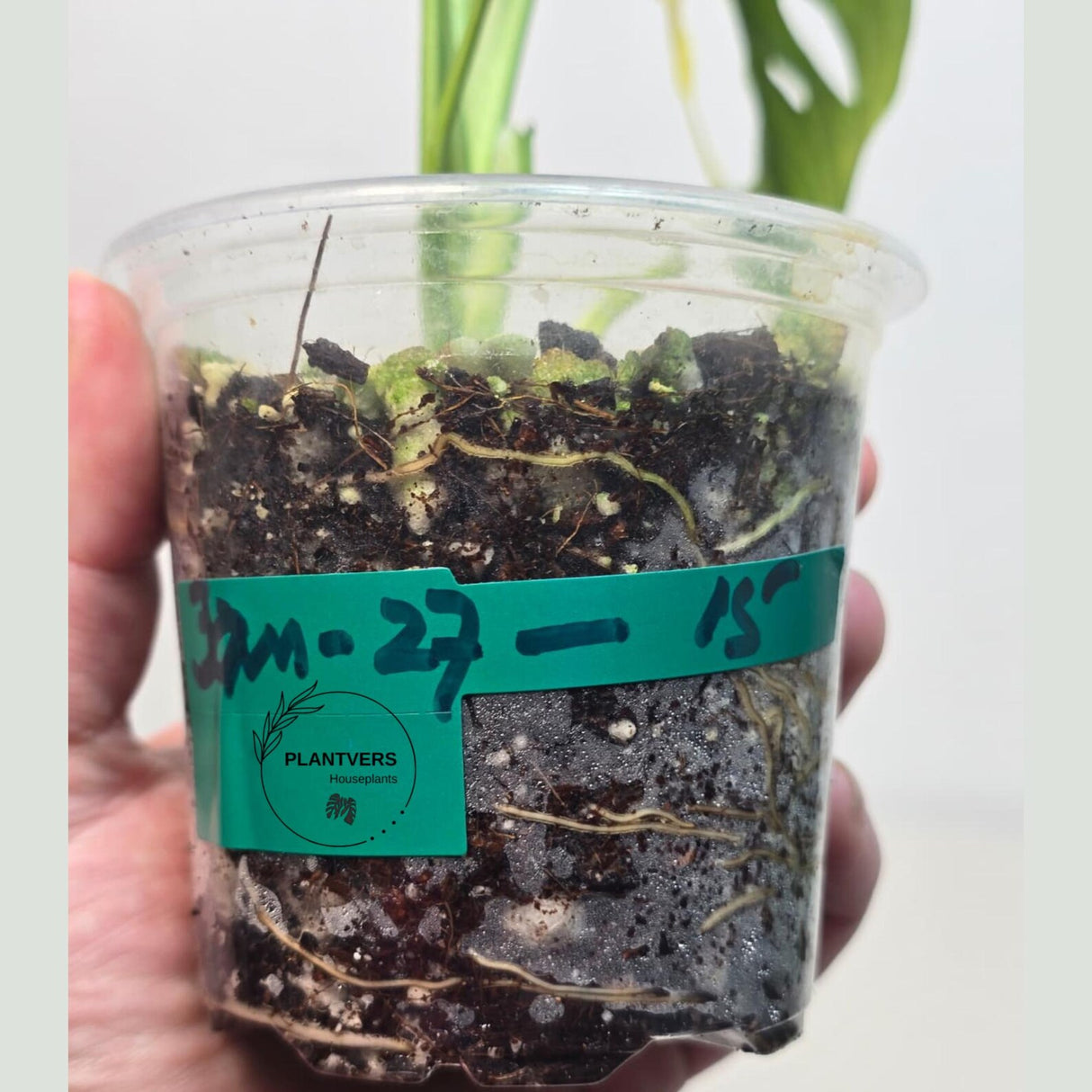 Variegated Monstera Adansonii Albo