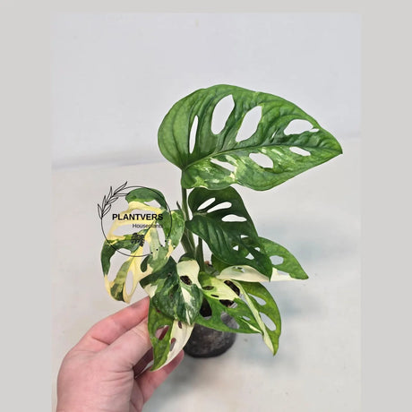 variegated plant