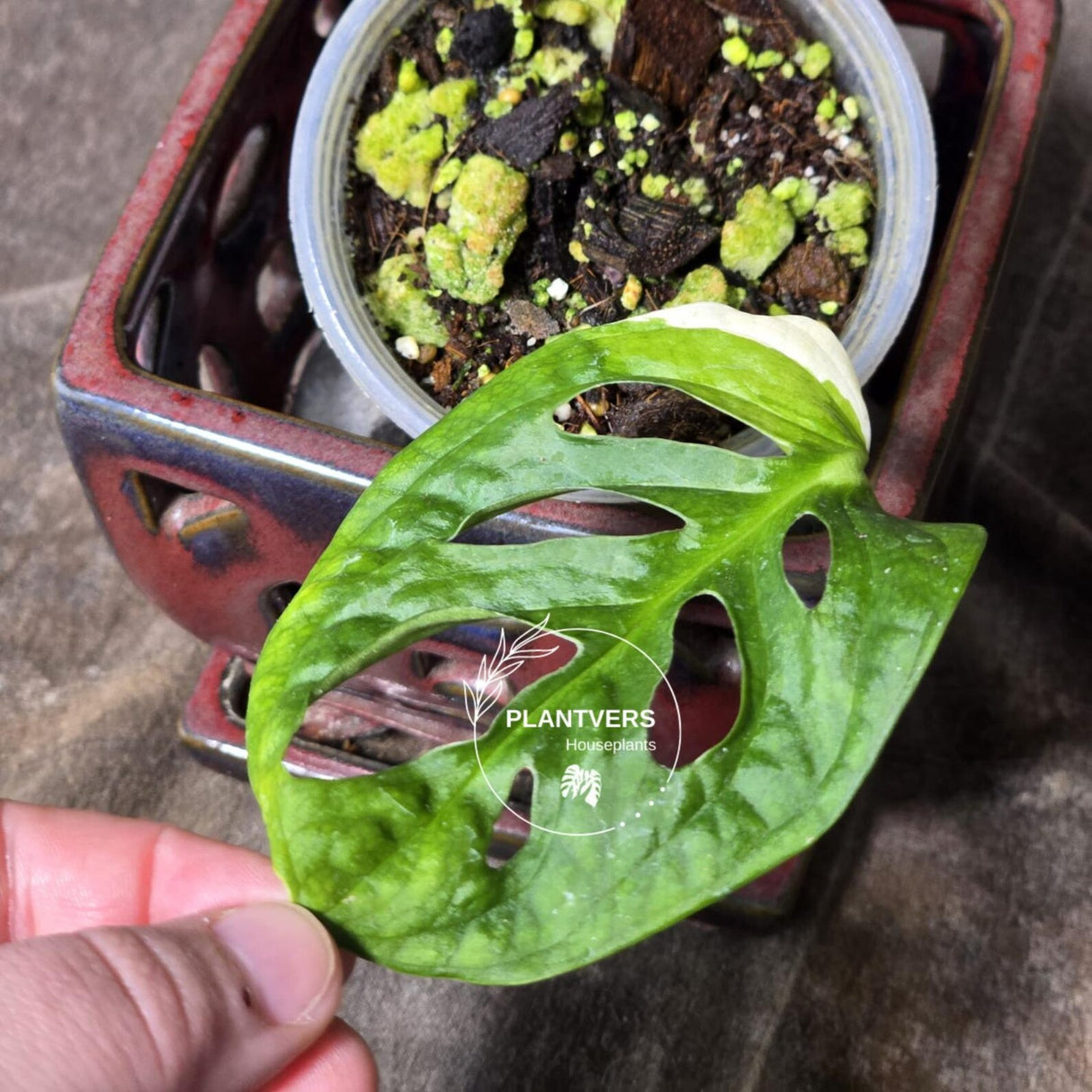 High Variegated White Monstera Adansonii Albo - Swiss Cheese Collector Rare EXACT Plant - US Seller