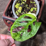 High Variegated White Monstera Adansonii Albo - Swiss Cheese Collector Rare EXACT Plant - US Seller