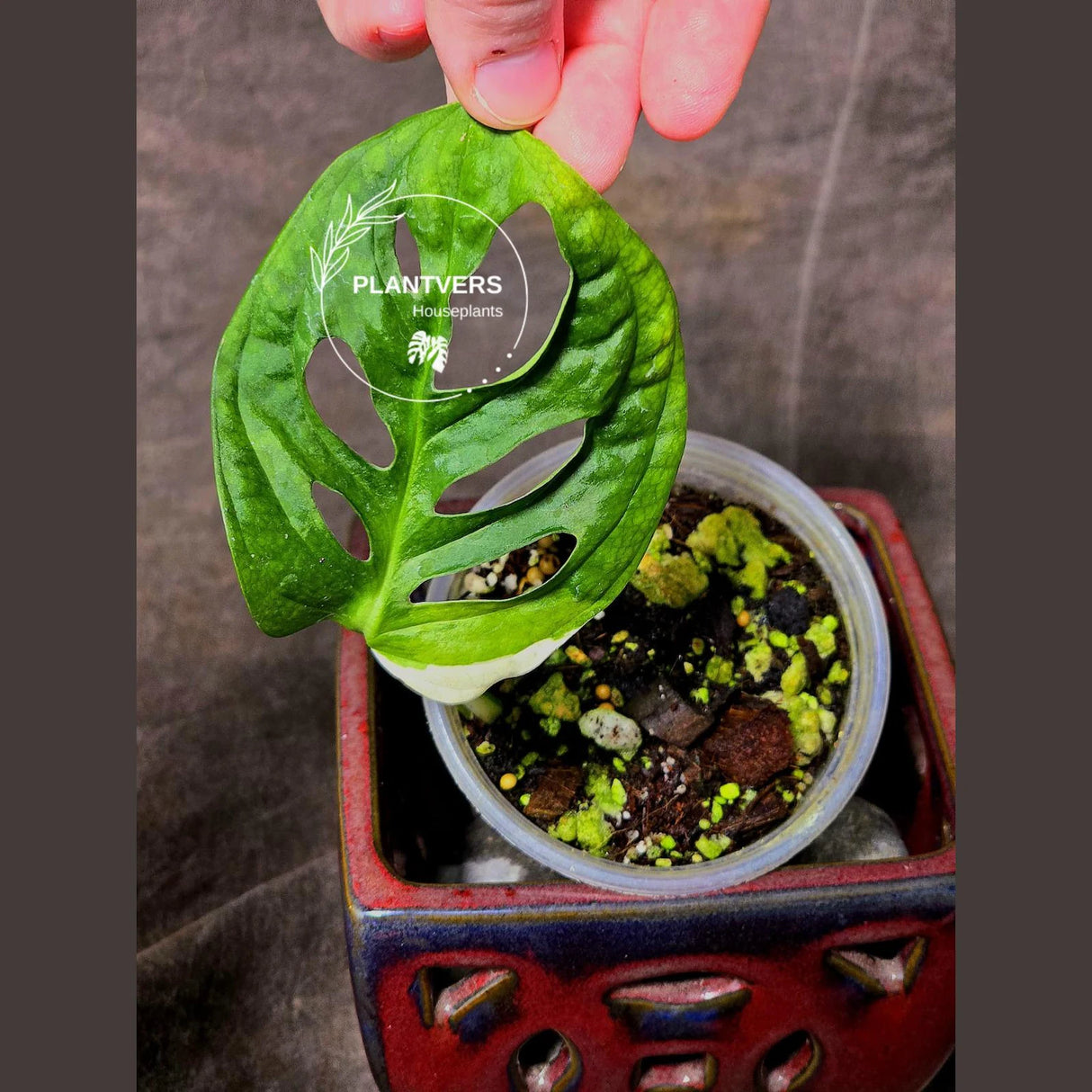 High Variegated White Monstera Adansonii Albo - Swiss Cheese Collector Rare EXACT Plant - US Seller