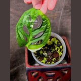 High Variegated White Monstera Adansonii Albo - Swiss Cheese Collector Rare EXACT Plant - US Seller