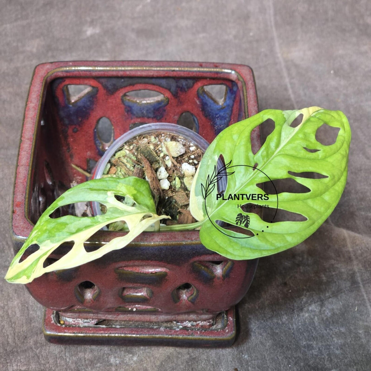 High Variegated White Monstera Adansonii Albo - Swiss Cheese Collector Rare EXACT Plant - US Seller