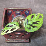 High Variegated White Monstera Adansonii Albo - Swiss Cheese Collector Rare EXACT Plant - US Seller