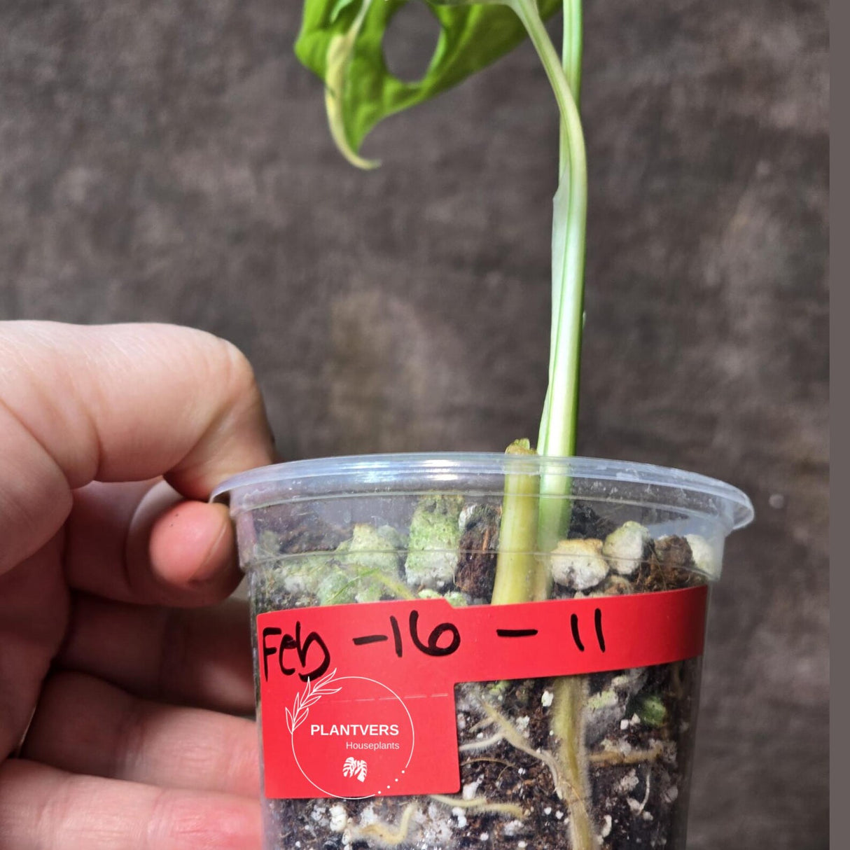 High Variegated White Monstera Adansonii Albo - Swiss Cheese Collector Rare EXACT Plant - US Seller