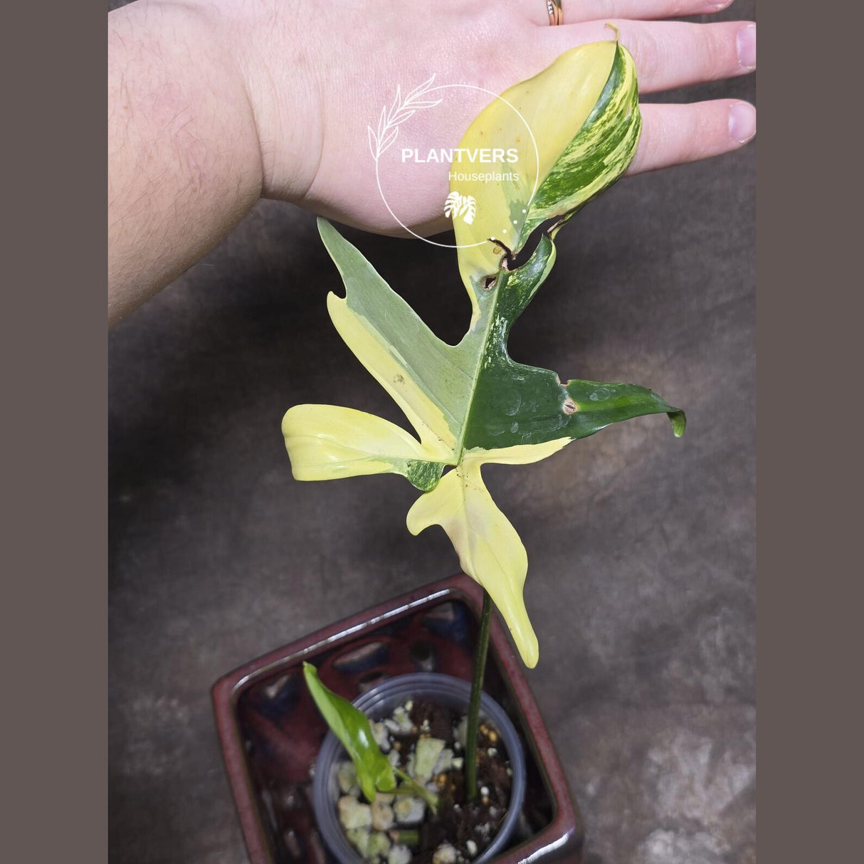 Variegated Philodendron Florida Beauty in a Nursery Pot - Rare Collector Plant - Exact Plant - US Seller