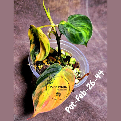 Variegated Philodendron Mican Aurea in a Nursery Pot - Rare Collector Plant - EXACT Plant - US SELLER