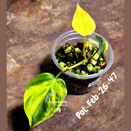 Variegated Philodendron Mican Aurea in a Nursery Pot - Rare Collector Plant - EXACT Plant - US SELLER
