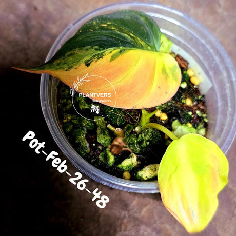Variegated Philodendron Mican Aurea in a Nursery Pot - Rare Collector Plant - EXACT Plant - US SELLER