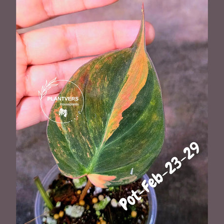 Variegated Philodendron Mican Aurea in a Nursery Pot - Rare Collector Plant - EXACT Plant - US SELLER