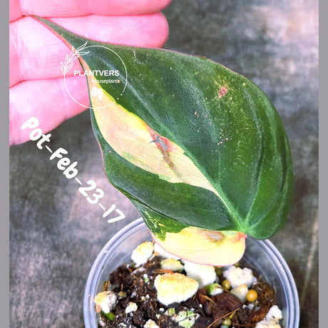 Variegated Philodendron Mican Aurea in a Nursery Pot - Rare Collector Plant - EXACT Plant - US SELLER