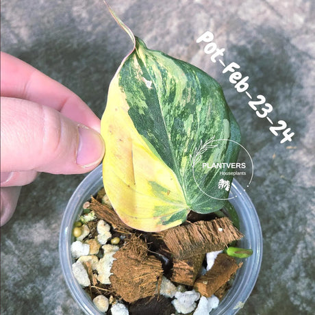 Variegated Philodendron Mican Aurea in a Nursery Pot - Rare Collector Plant - EXACT Plant - US SELLER